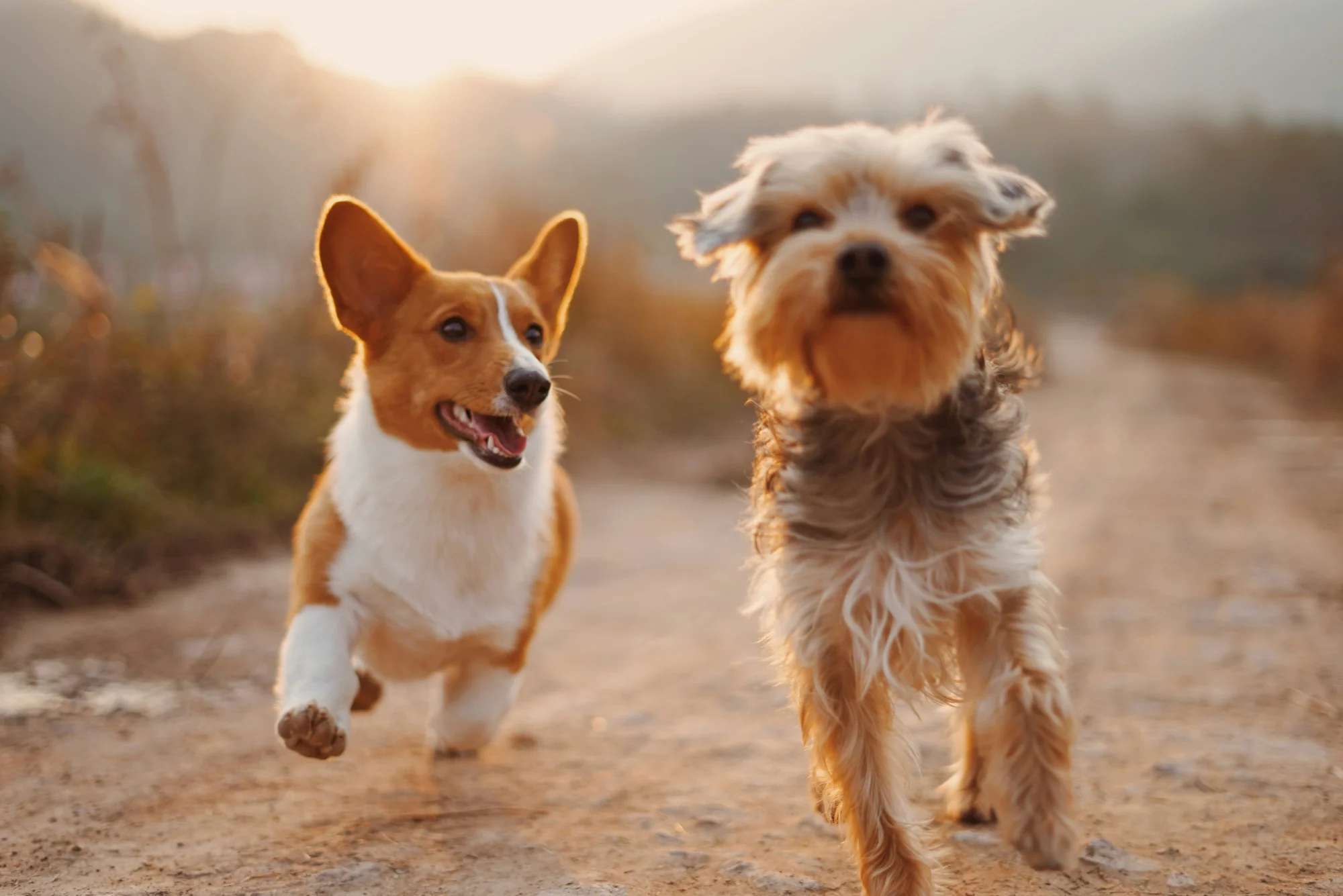 Natural ingredients used in Breed products